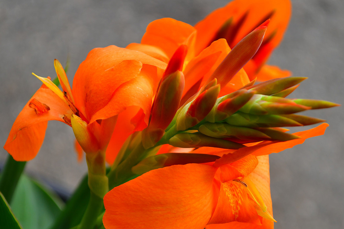 Orange Explosion
