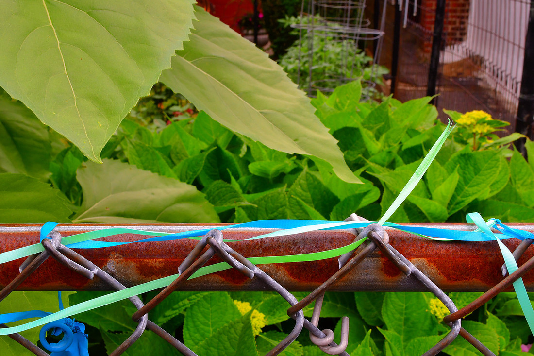 Fence Ribbon