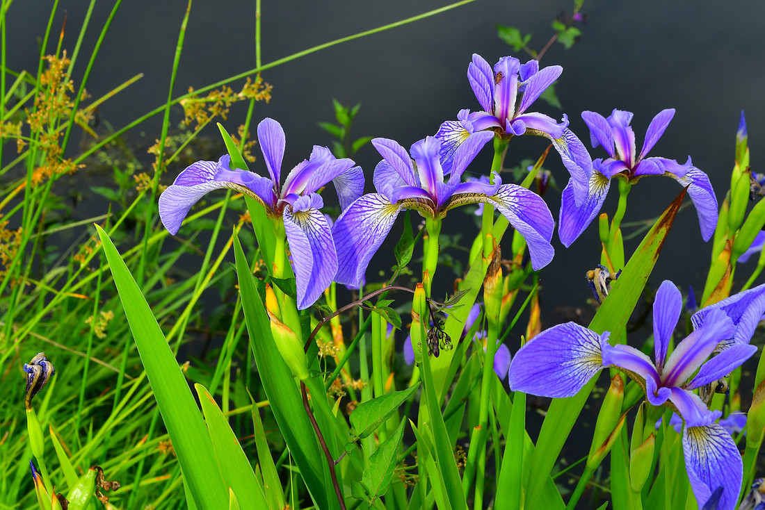 Spring Purple