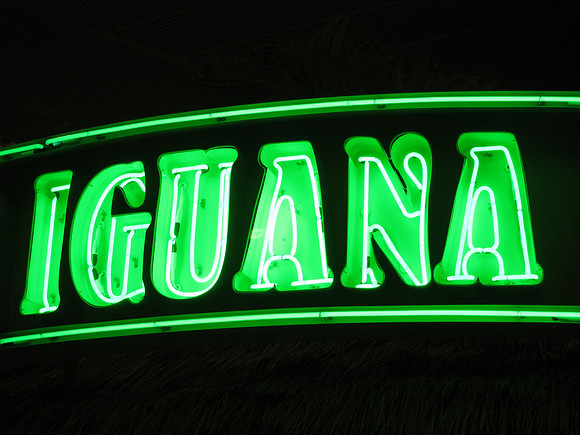 Iguana