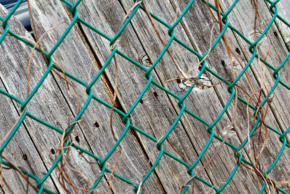Fenced Fence