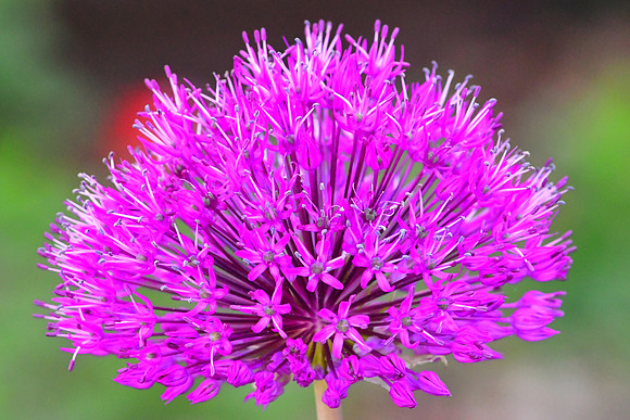Purple Burst