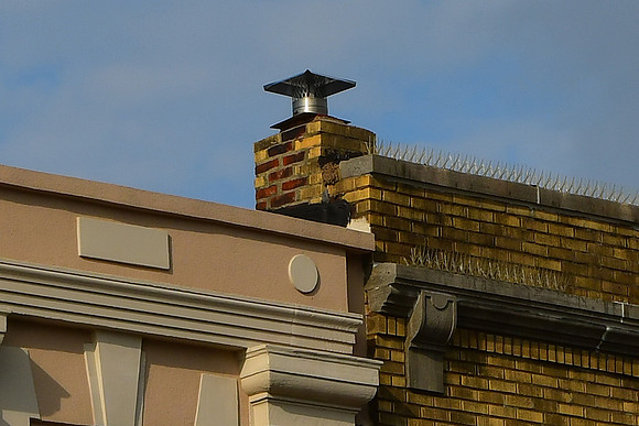 Vent Pipe