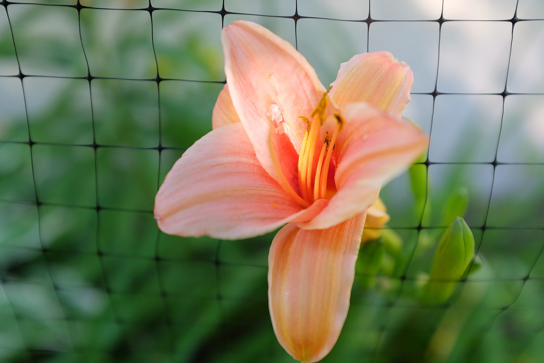 Day Lily