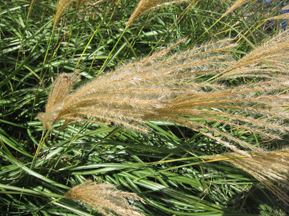 Wind