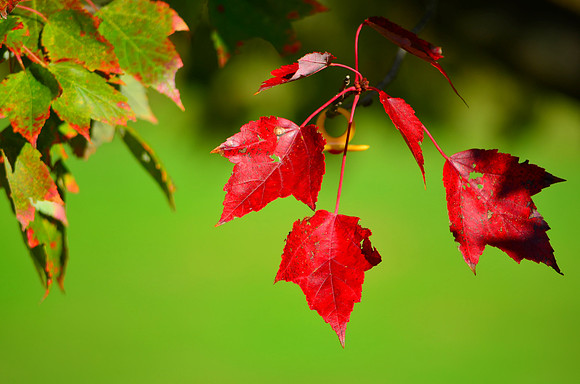Three Leaves