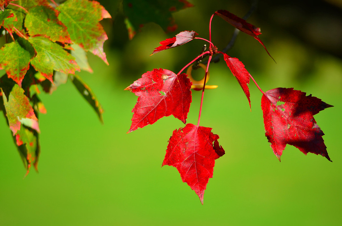 Three Leaves