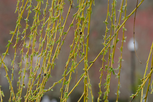 Spring Willow