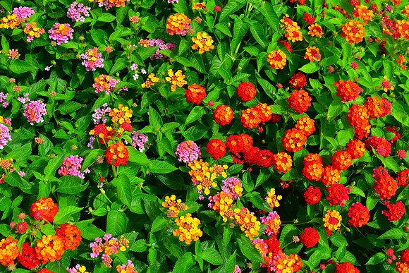 Summer Bounty