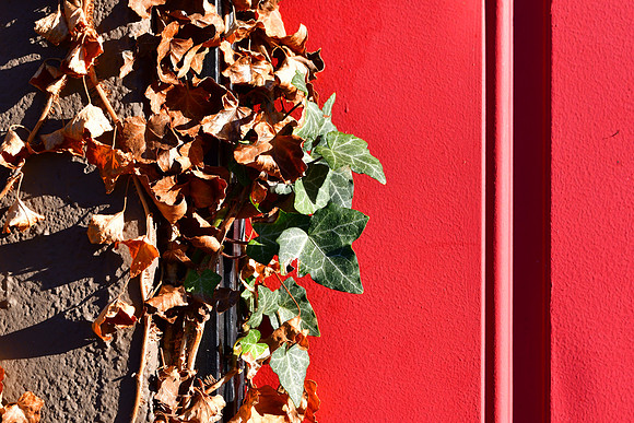 Fading Ivy