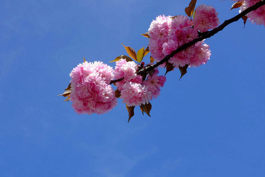 Sky Blossom