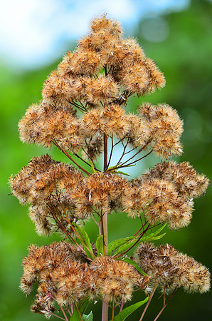 Fuzzy