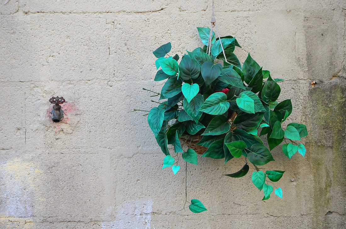 Ivy
