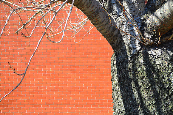 Brick and Bark