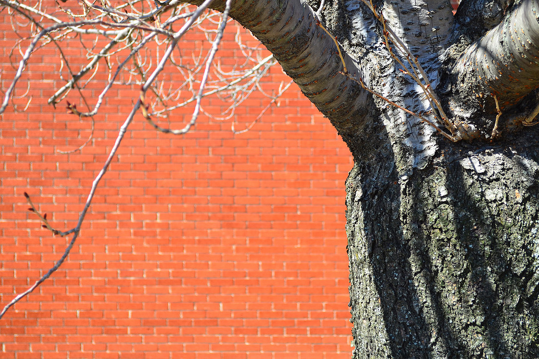 Brick and Bark