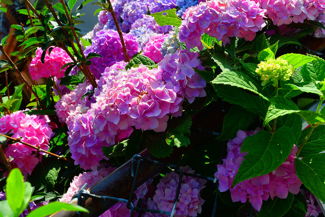 Fenced Flowers
