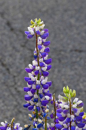 Purple and White