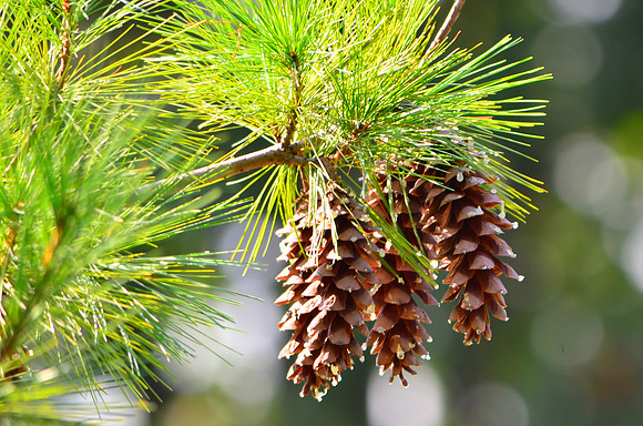 Cone
