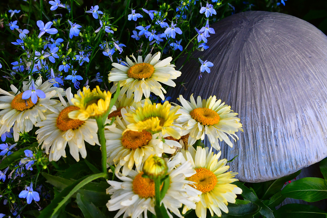 Lobelia and Daises