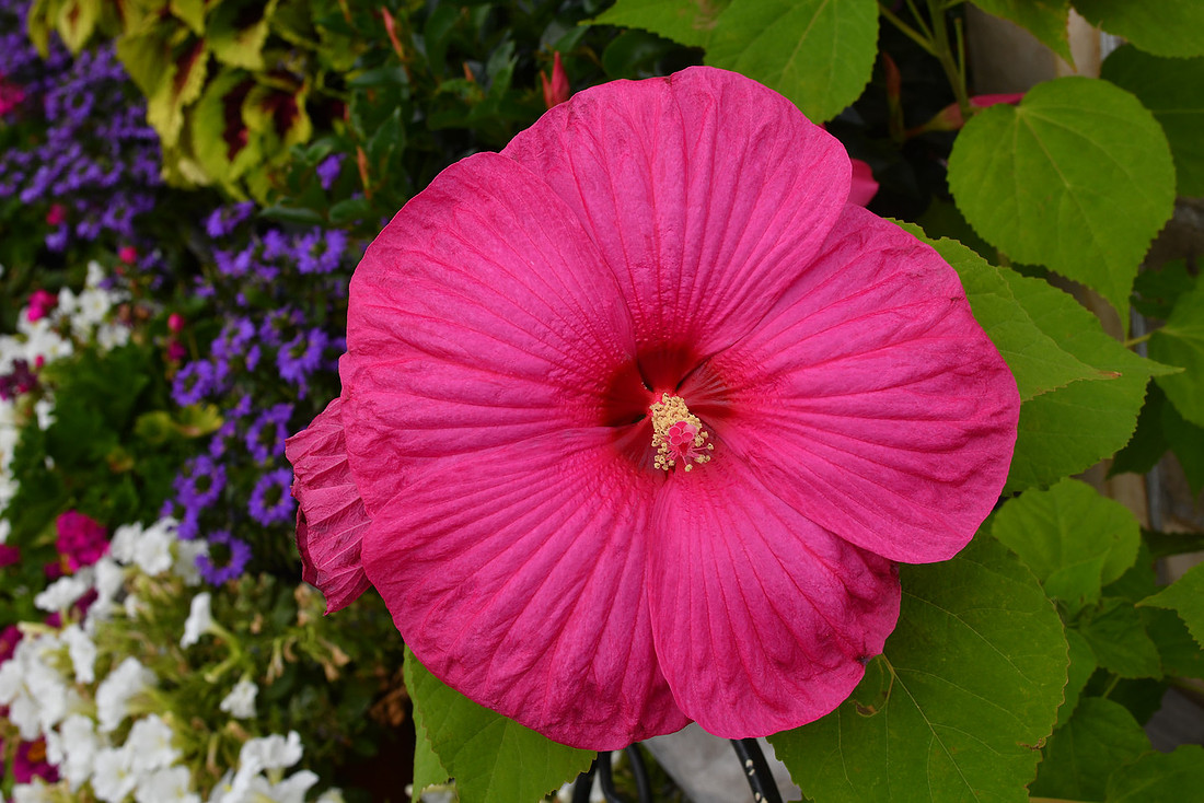 Big Pink