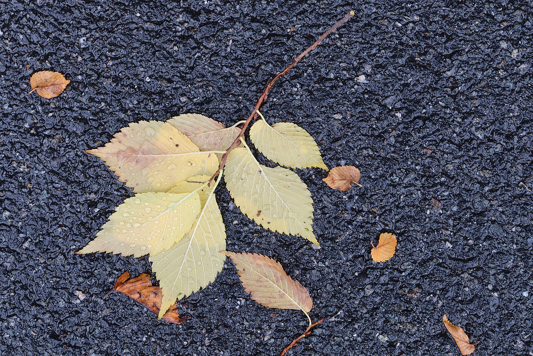 Leaf Drops