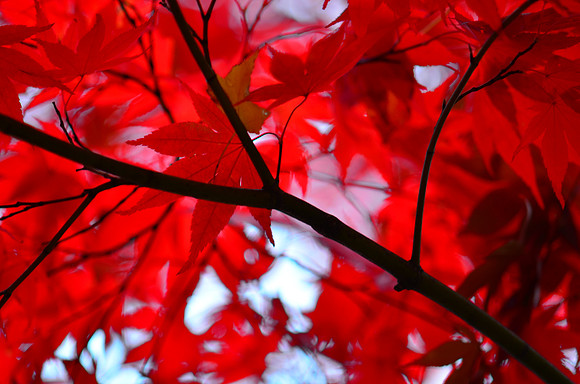 Branch