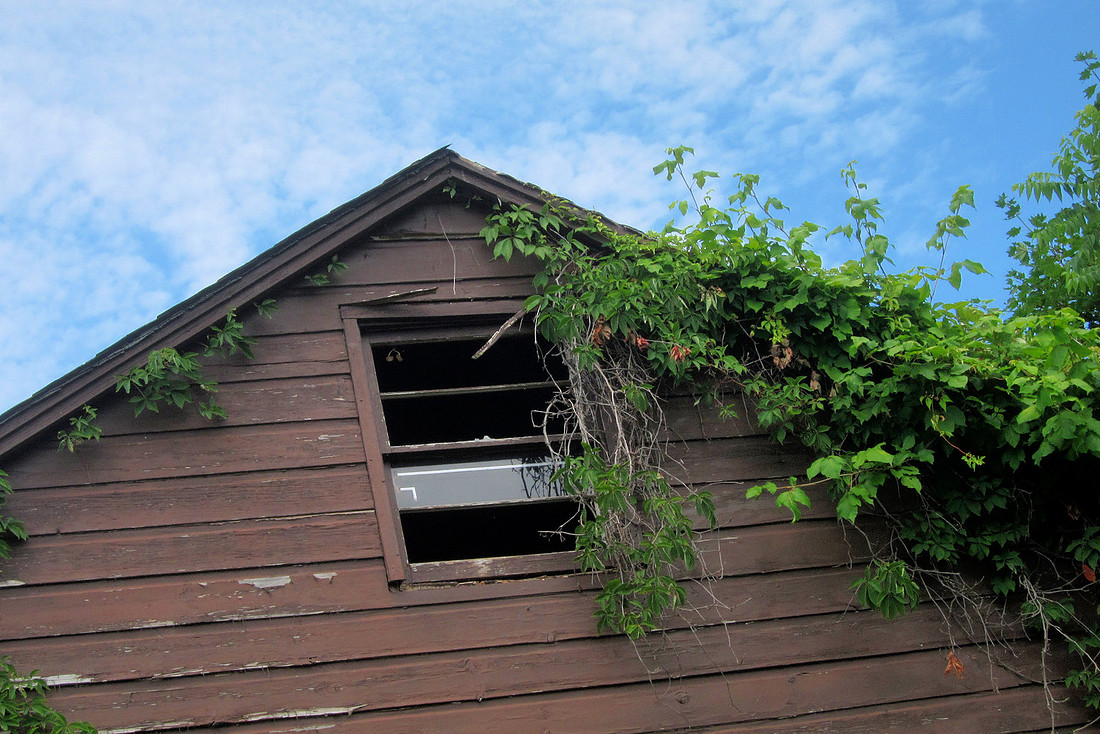 Weedy Window