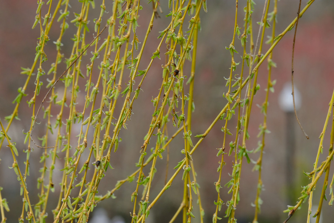 Spring WIllow