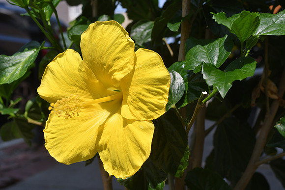 Hibiscus