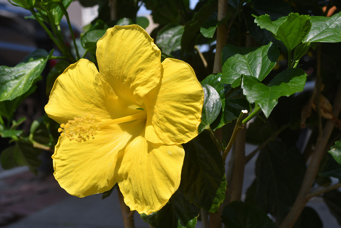 Hibiscus
