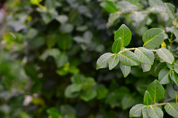 Green Drops