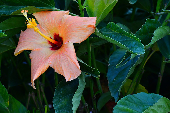 Hibiscus