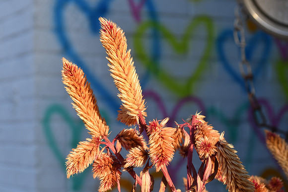 Bright Celosias