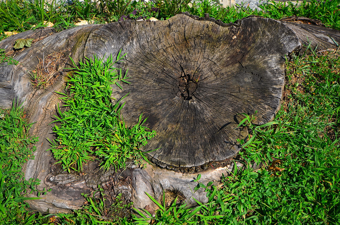 Stump