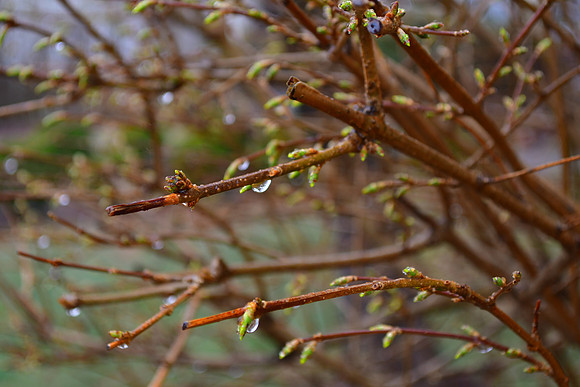 Spring Drops