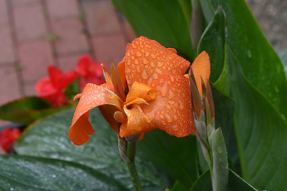 Daylily Drops