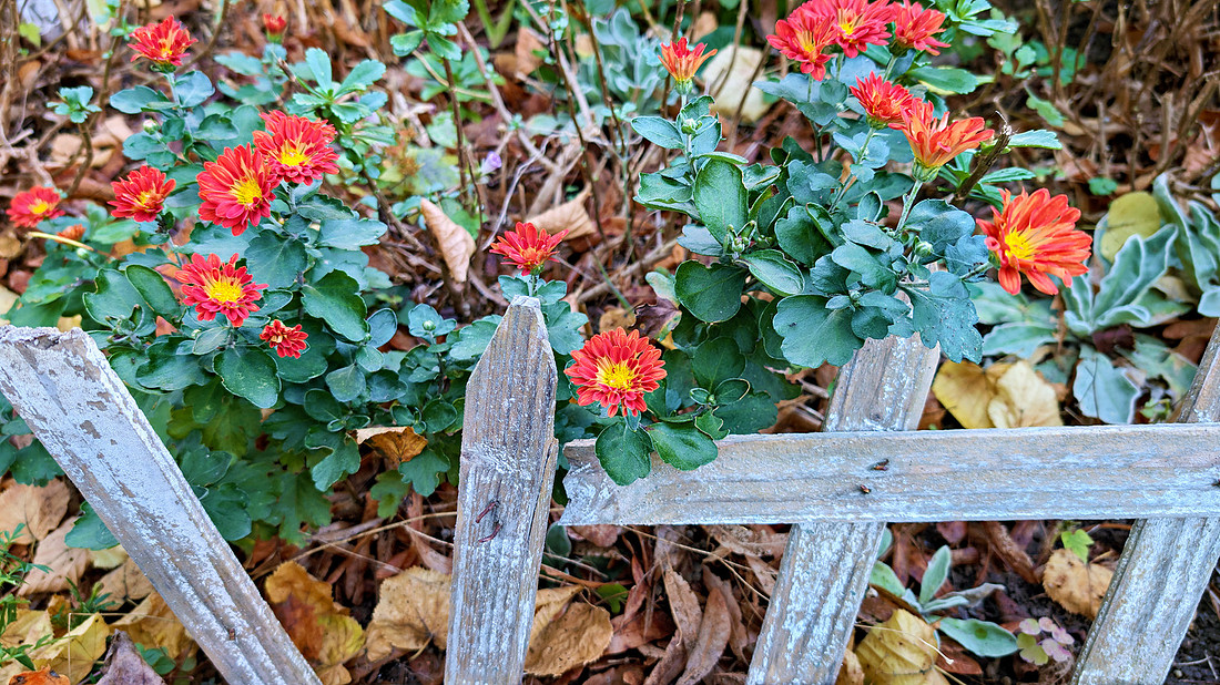 Flowers and Fence