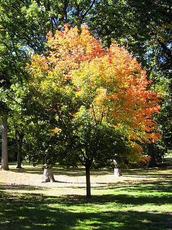 Half Fall
