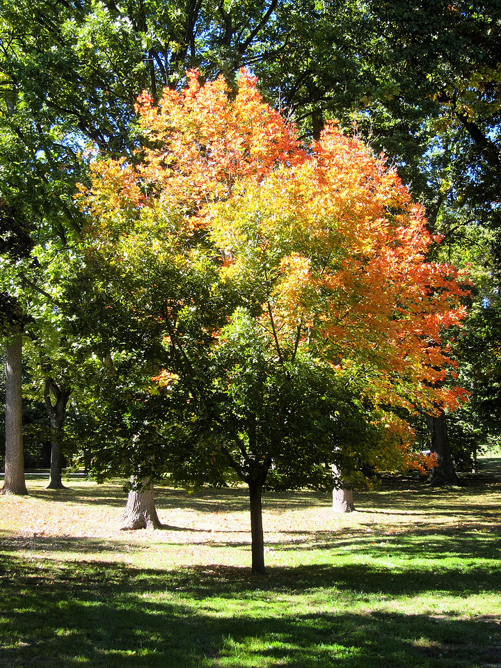 Half Fall