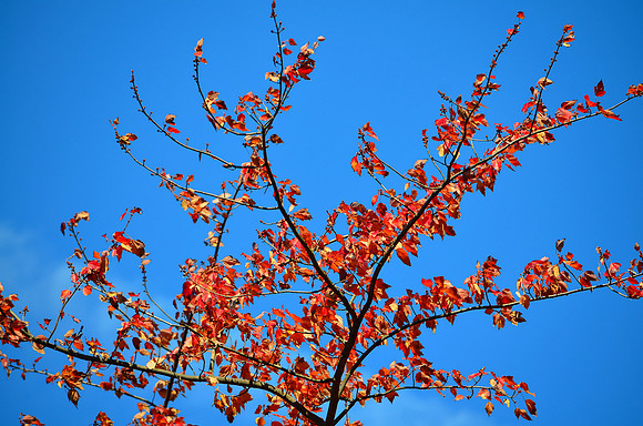 Tendrils