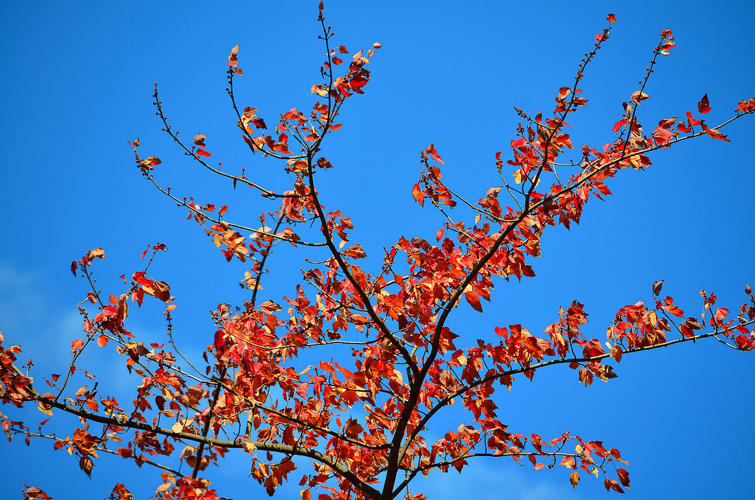 Tendrils