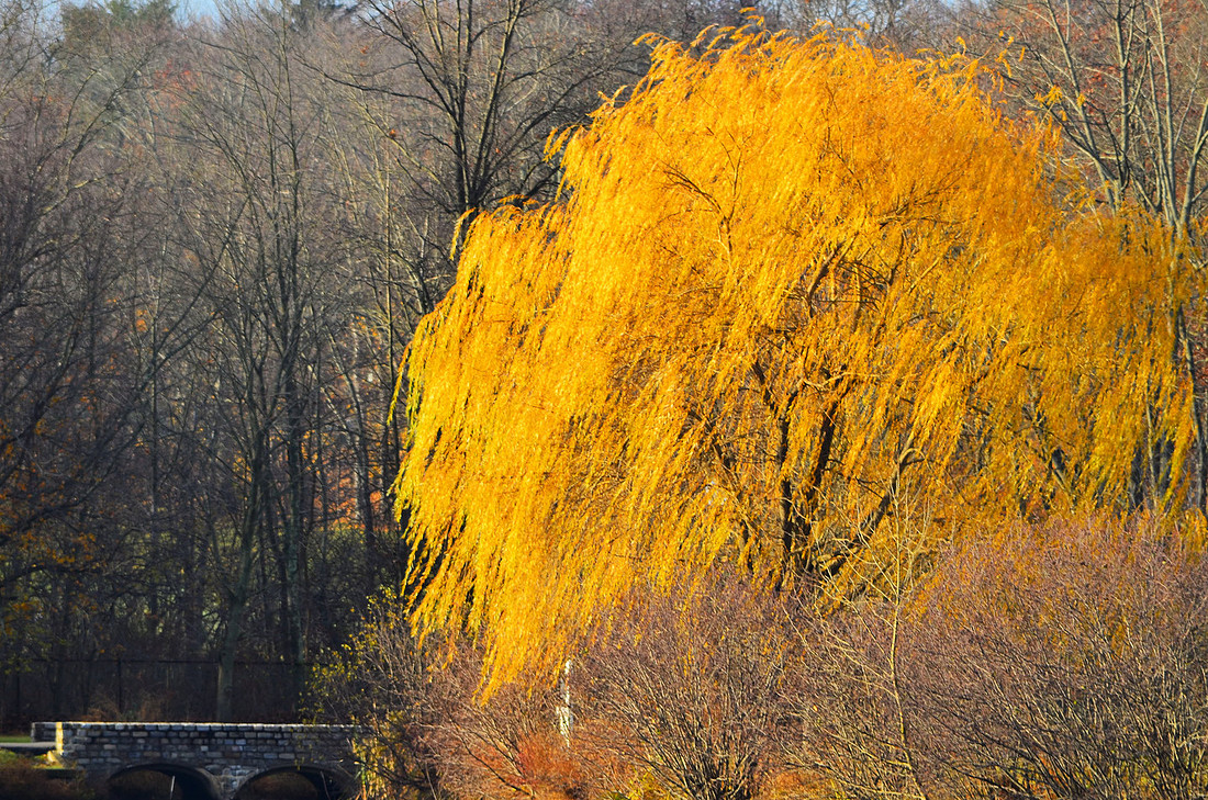 Fall Gold
