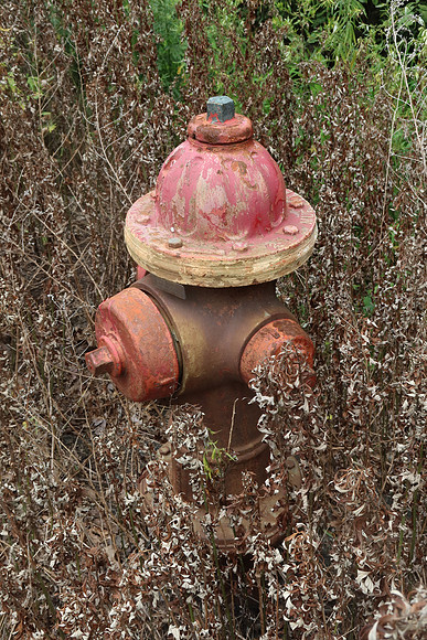 Weedy Hydrant
