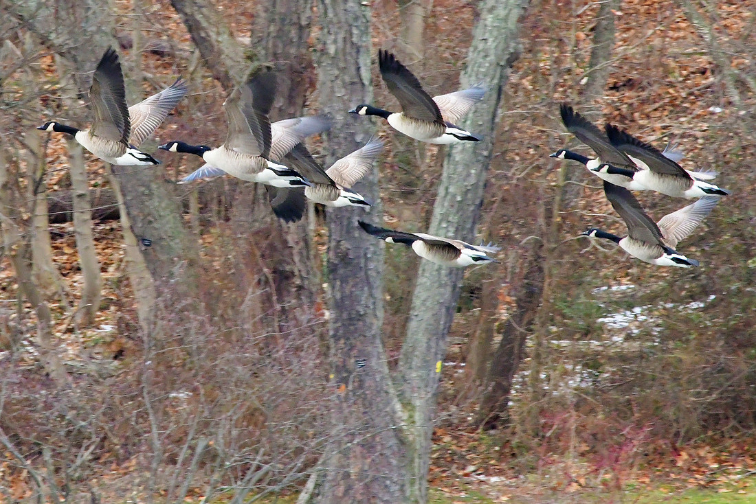 On Wing
