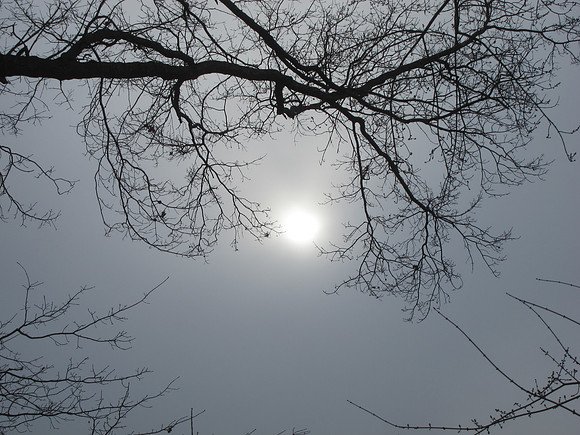 Branches