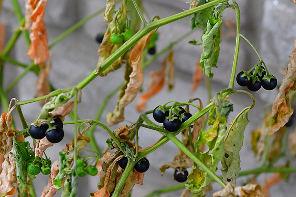 Last Berries