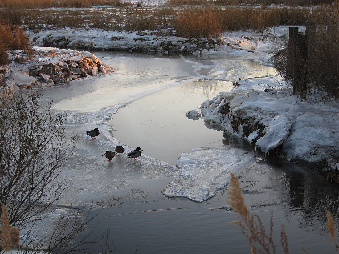 Duck Walk