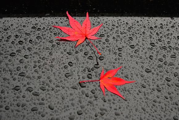 Leaves and Drops