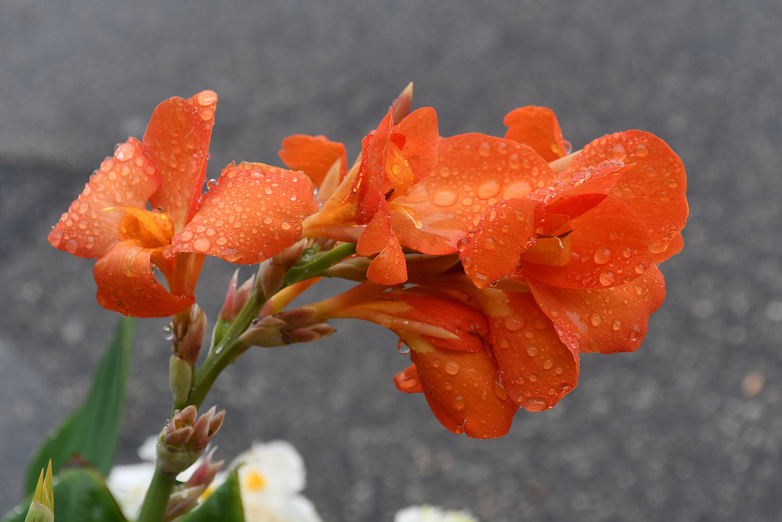 Canna Drops