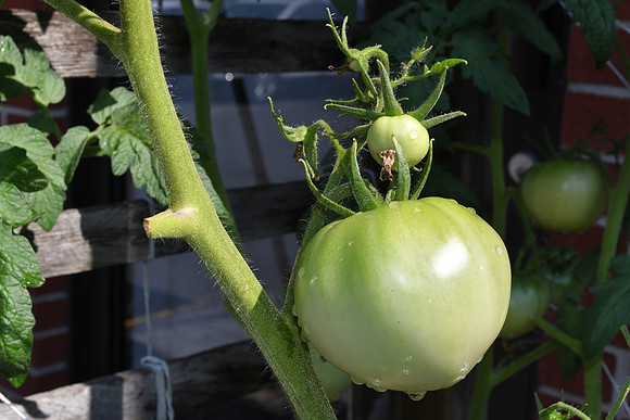 Green Tomato